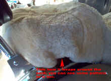 /files/includes/images/scottharns_sheepskin_fit.jpg (36100 bytes)